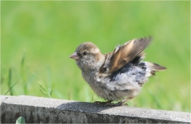 <p>VRABEC DOMÁCÍ (Passer domesticus) /House sparrow - Haussperling/</p>